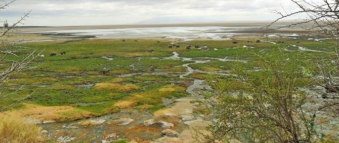 Lake Manyara National Park Grassland Lake Manyara National Park Grassland Tanzania parks